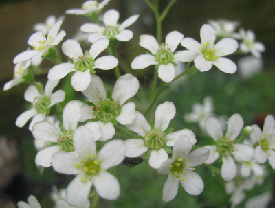 Saxifraga paniculata 'Hirtella' 